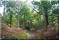 TQ7031 : Sussex Border Path, Ketley Wood by N Chadwick