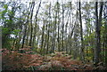 TQ7031 : Woodland undergrowth, Ketley Wood by N Chadwick