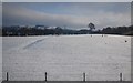 Cattle in a snowy field near Adlington