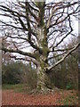 Beech tree in Tehidy Woods