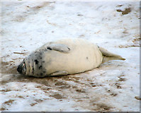 TG4624 : Fast asleep in the snow - seal pup at Horsey Gap by Evelyn Simak