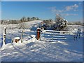 Winter scene, Ballynamullan