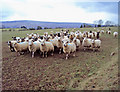 Sheep at Maerdy Farm