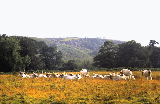 The Chillingham herd of wild white cattle in 1990