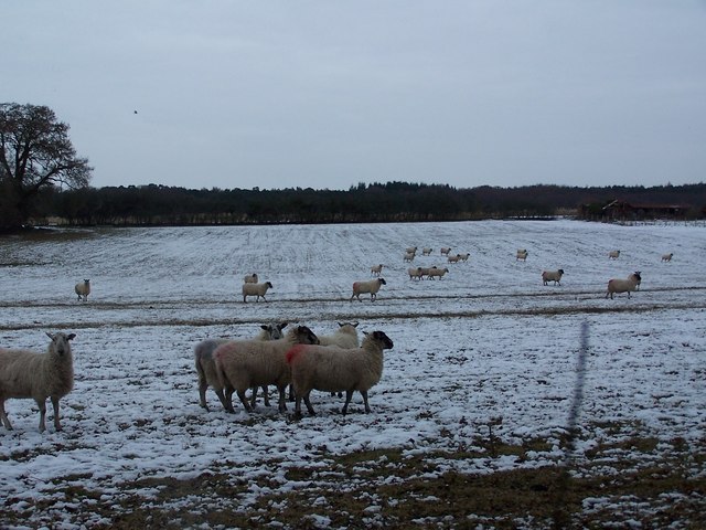 Sheep in snowy field, Hoe Lane
