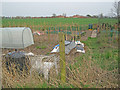 Allotments at Clifton Campville