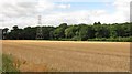 Oilseed rape stubble