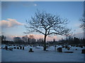 Foxglove tree in winter, Brumby Cemetery