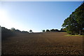 Ploughed field near Peasmarsh