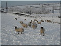 Sheep in the snow at Ballykeel