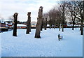 Pollarded trees on west side of recreation ground, Pill, Newport