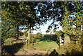 The edge of an orchard near Clayton Farm