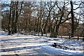 Kings Wood in the snow 