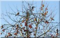 Apple tree with flock of thrushes