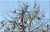 SP5175 : Apple tree with flock of thrushes by Pauline W