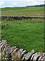 Farmland near Kirkwhelpington (2)