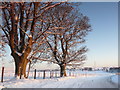 Roadside trees at Lochslin