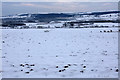 Fields between Airlie and Westmuir