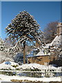 A fine Monkey-puzzle Tree (Araucaria araucana) in Dornoch