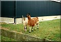 Llamas at Headcorn Airfield