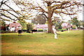 Cricket and cows, Emery Down near Lyndhurst