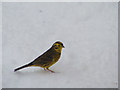 A Yellowhammer  on  the Snow