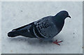 Feral Pigeon