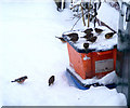 Snow at Lossiemouth