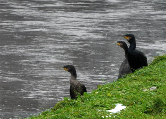 Cormorants, Omagh