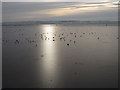 Birds on the frozen Marine Lake