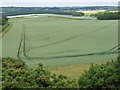 Crops above North Hazelrigg Farm