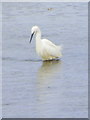 SZ4598 : Little Egret, Lepe by Maigheach-gheal