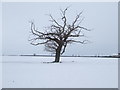 Winter Tree