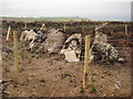 Remains of a Tumulus