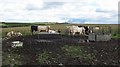 Cattle, Netherhall