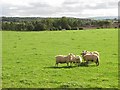 NS8353 : Sheep, Hyndburn by Richard Webb