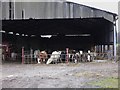 Barn with cattle at Steep Marsh Farm