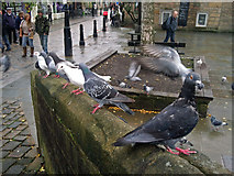 SD9927 : Pigeons by the Old Bridge, Bridge Gate, Hebden Bridge by Phil Champion