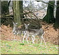 Fallow deer (Dama dama), Hyde