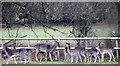 Fallow deer near Huckles Brook