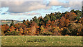 Pasturehill Wood