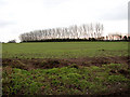 A row of poplars east of Leys Lane