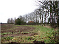 A row of trees growing alongside Leys Lane