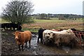 Cattle at New Dairy