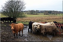 NX7160 : Cattle at New Dairy by Colin Kinnear