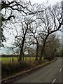 Bare trees in Copse Lane