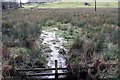 Marsh land near Whitehill of Balmaghie