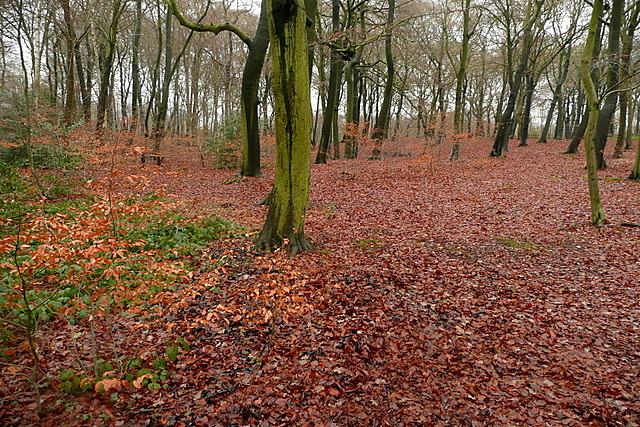 Fennell's Wood