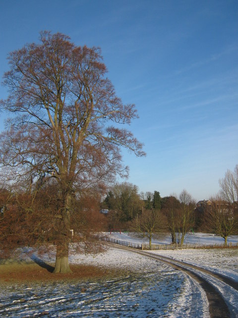 Oak in Fredville Park © David Anstiss :: Geograph Britain and Ireland