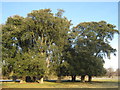 Group of Holm Oaks in Fredville Park